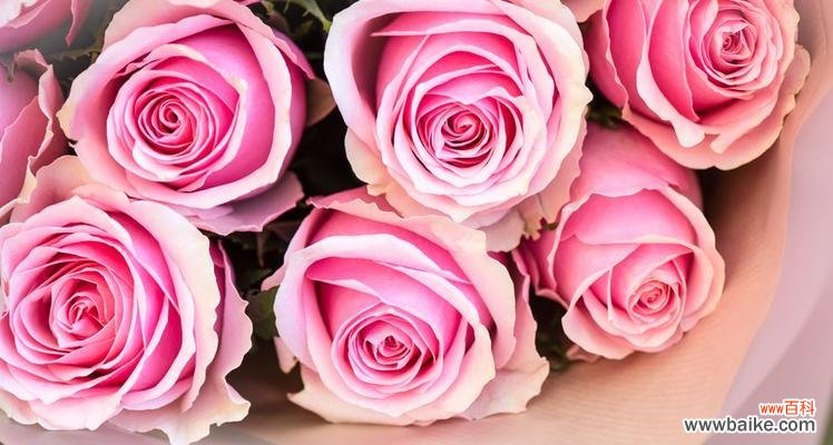 探索粉红色玫瑰的深层意义及其在不同场合的使用 粉红色玫瑰的含义