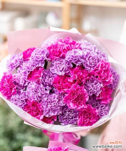 探寻粉色康乃馨的内涵与传达 粉色康乃馨的象征意义