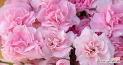 探寻粉色康乃馨的内涵与传达 粉色康乃馨的象征意义
