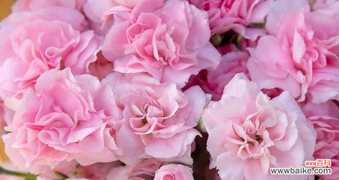 探寻粉色康乃馨的内涵与传达 粉色康乃馨的象征意义