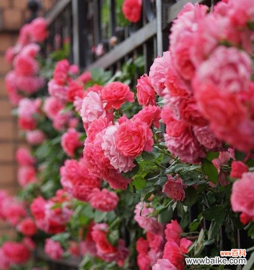 探寻粉红蔷薇与黄色蔷薇的含义与传说 粉红蔷薇与黄色蔷薇