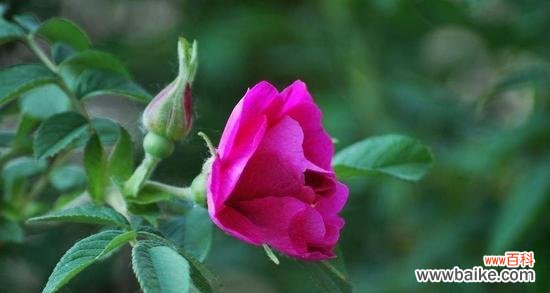 探寻粉红蔷薇与黄色蔷薇的含义与传说 粉红蔷薇与黄色蔷薇