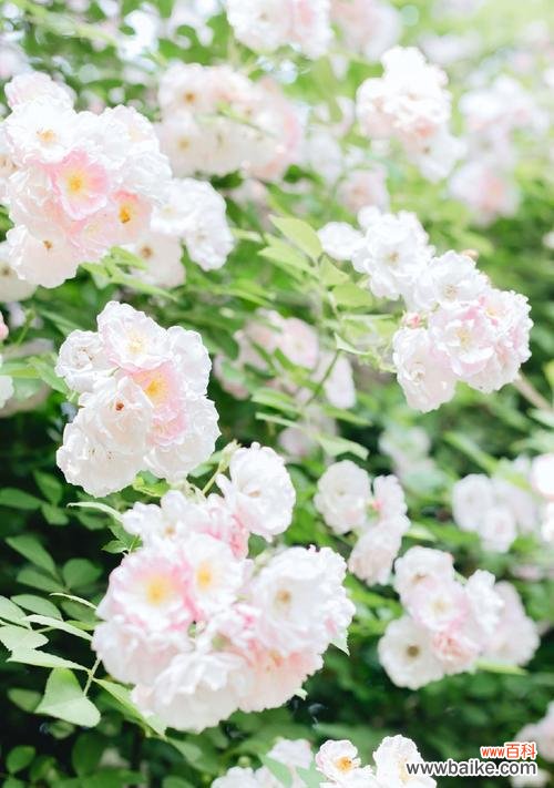 探寻粉红蔷薇与黄色蔷薇的含义与传说 粉红蔷薇与黄色蔷薇