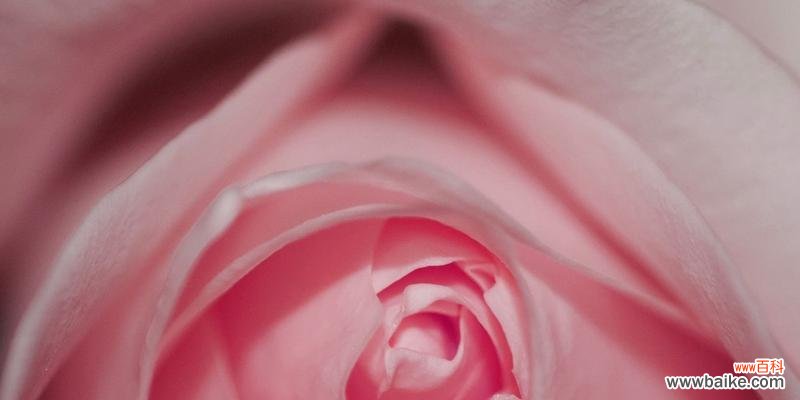 探索粉色玫瑰花的神秘花语和美好寓意 粉色玫瑰花的花语与寓意