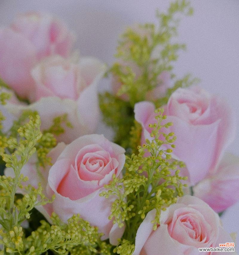 花开两行泪，情意暗藏于朵朵花瓣间 深情表白，11朵粉玫瑰的意义