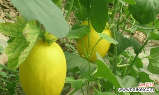 哈密瓜 哈密瓜的象征意义与美味滋补