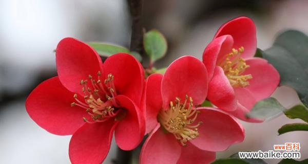 探寻海棠花的深意 海棠花的花语传递着怎样的情感