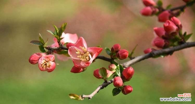 探索海棠花的神秘与美丽 解读海棠花的花语与象征意义