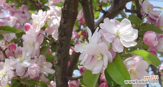 揭秘海棠树的神奇力量 海棠树的寓意与象征风水