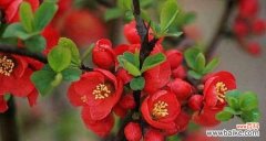 探究海棠树在风水学中的重要作用与象征意义 海棠树的风水作用与寓意