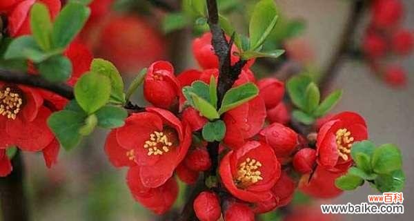 探究海棠树在风水学中的重要作用与象征意义 海棠树的风水作用与寓意