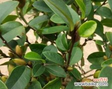 迎福招财之福气满溢 含笑花的风水寓意与摆放位置