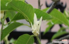 传统风水中的吉祥象征——含笑花 以含笑花风水寓意与作用