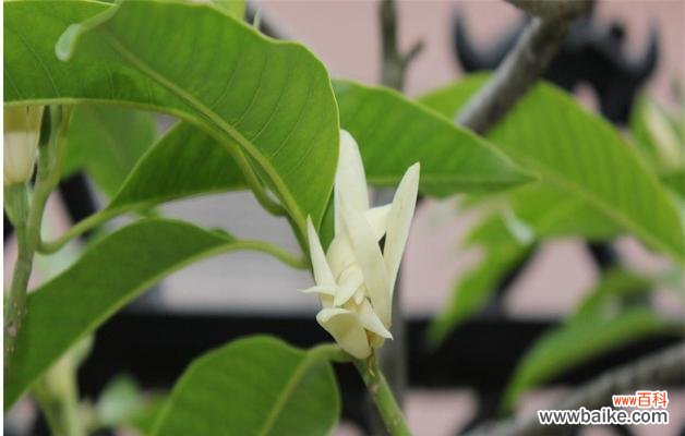 传统风水中的吉祥象征——含笑花 以含笑花风水寓意与作用