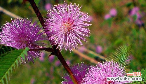 探索含羞草的神秘语言 羞怯之美