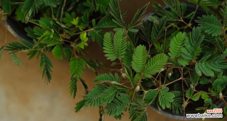 探寻含羞草的内涵及美丽 含羞草花语的象征与寓意