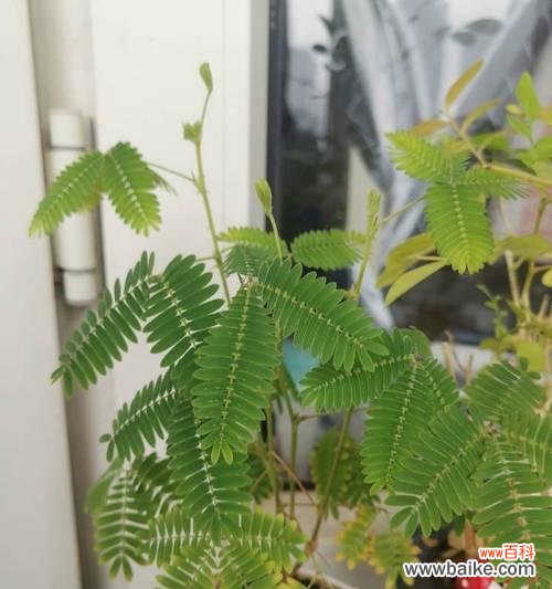 神奇的含羞草和其开花的寓意 含羞草开花预示着什么