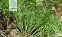 探索禾本科植物的多样性和适应性 禾本科植物品种及特点