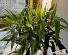 传统文化中和顺树的象征意义与风水效应 和顺树风水的作用与寓意