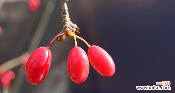 探索红豆的象征意义及爱情寓意 红豆寄托爱情之意——红豆象征与爱情的寓意