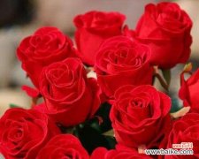 浪漫之爱与热情之花 红玫瑰的花语与寓意