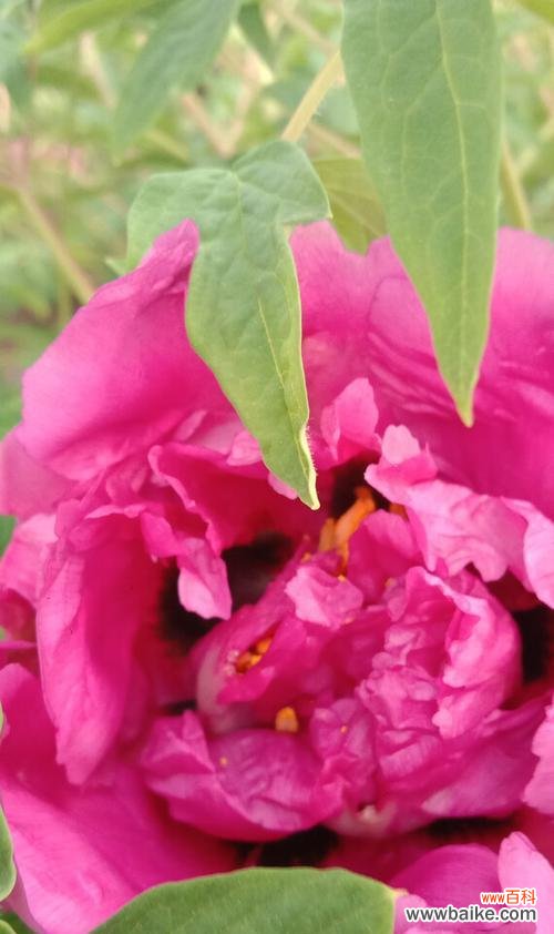 探寻红牡丹的象征之道 红牡丹之美——象征意义与寓意