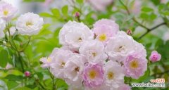 探寻红蔷薇的神秘语言 红蔷薇花语与其代表意义