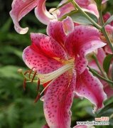 红色百合花 红色百合花的花语与寓意——爱的热情与纯洁