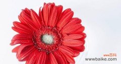 揭开红色雏菊的秘密 红色雏菊的花语和寓意