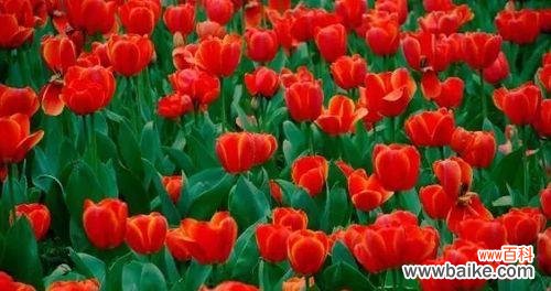 探寻红色丁香花的深意 红色丁香花的花语与意义