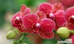 荷花的美丽与象征 红色荷花的花语与寓意