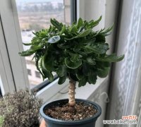 哪些盆栽花象征长寿？它们的寓意是什么？