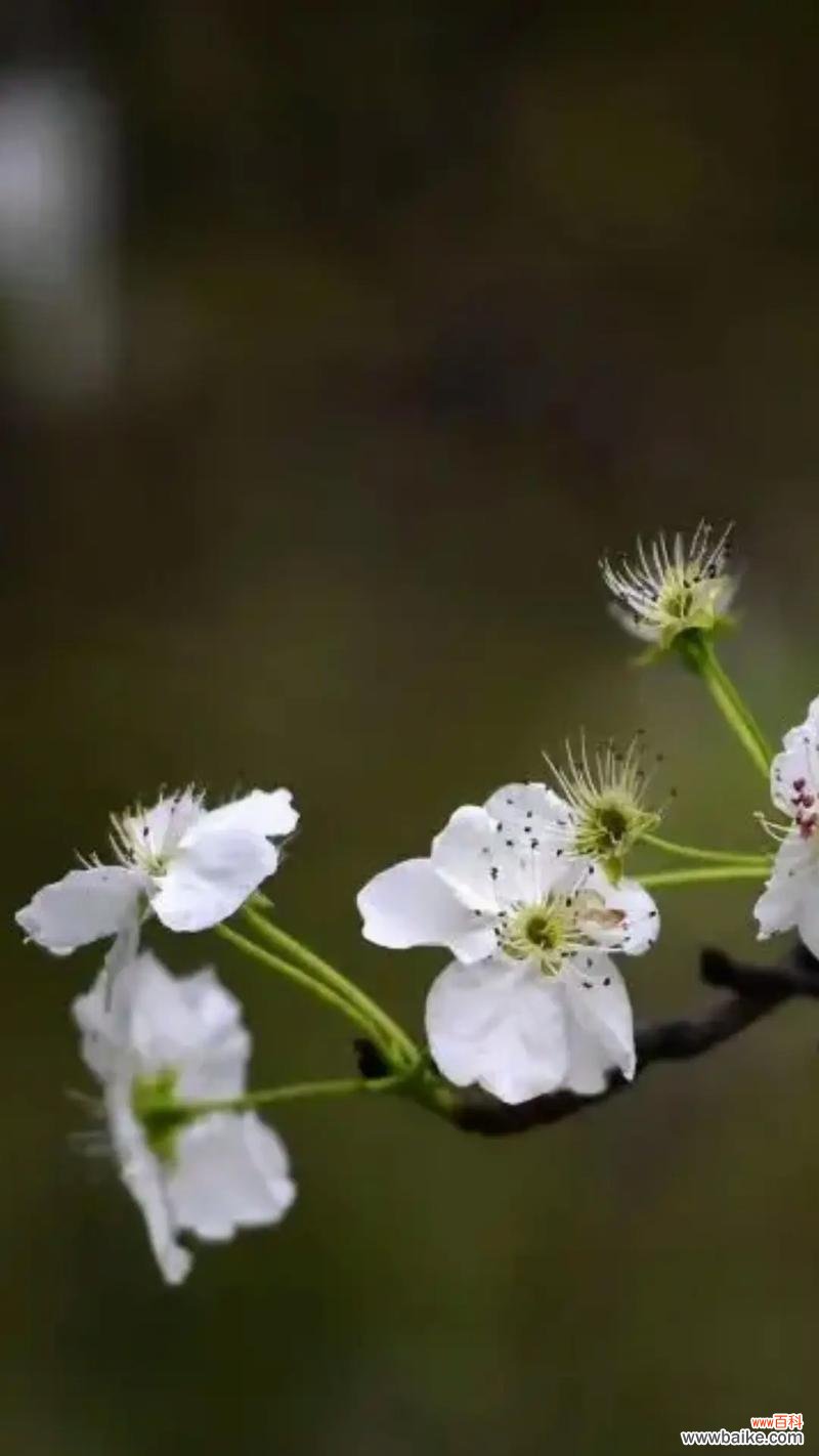 哪种花象征着永不分离的爱情?它的花语是什么?
