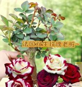 哪种花象征着永不分离的爱情？它的花语是什么？