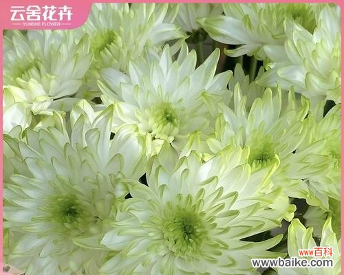 簪花绿色的花什么寓意？