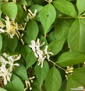 簪花绿色的花什么寓意？