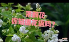 竹节茉莉花的寓意是什么？它们象征着什么？