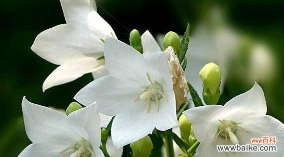 哪种白色花寓意励志?励志白色花的花语是什么?