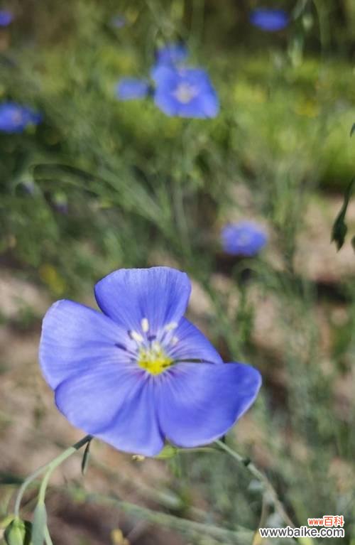 蓝色花象征着坚贞与忠诚吗?