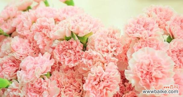 送粉色花的寓意是什么？它代表了哪些情感？