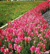 花和小草的爱情寓意是什么？爱情句子中花和小草代表什么？