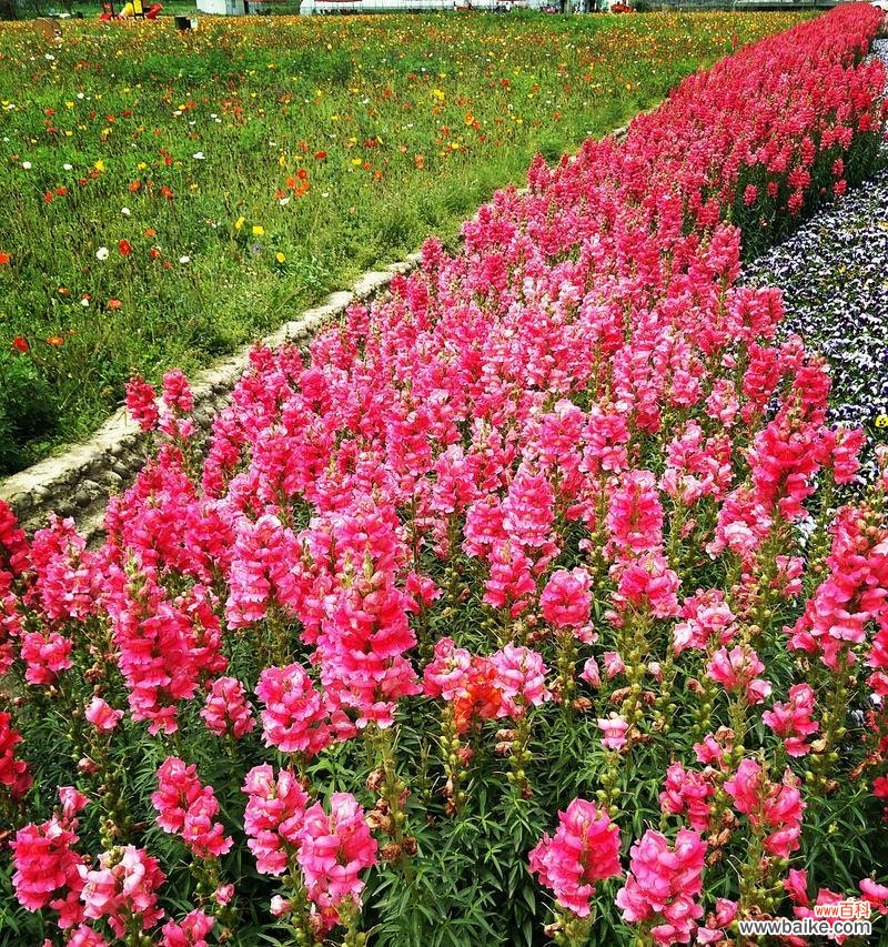 花和小草的爱情寓意是什么?爱情句子中花和小草代表什么?