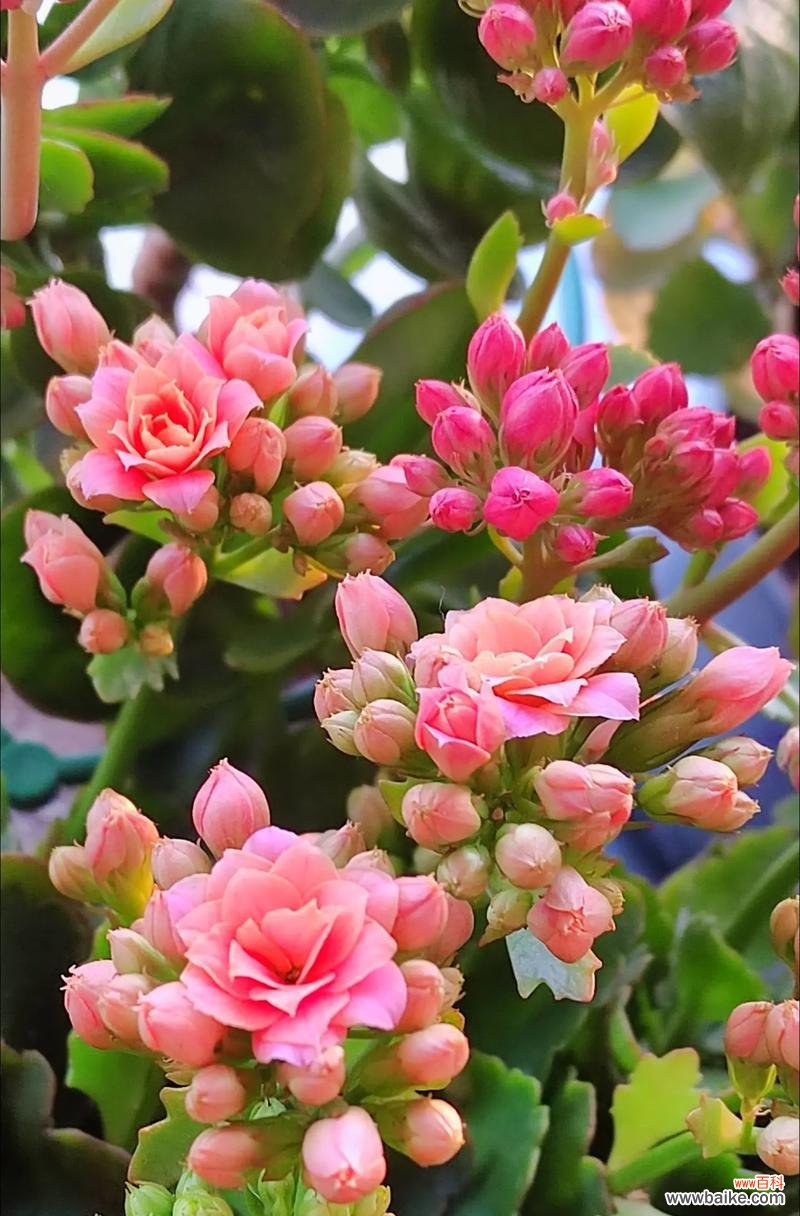 花和小草的爱情寓意是什么?爱情句子中花和小草代表什么?