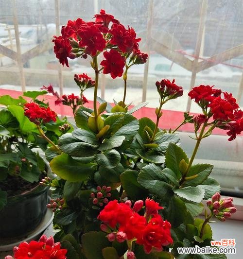 长寿花的寓意是什么？有哪些诗词描述？