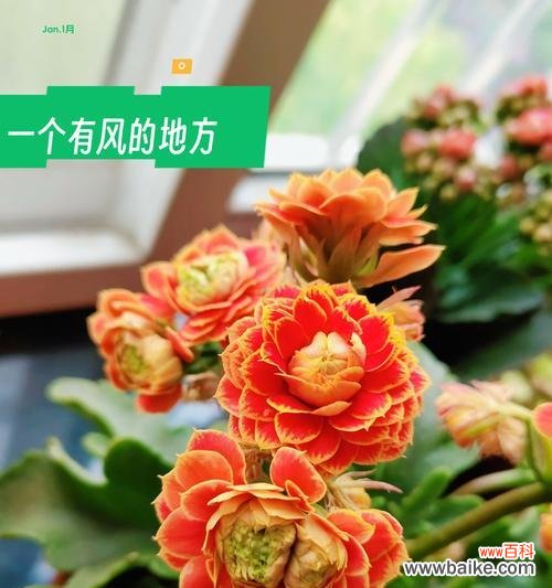 长寿花的寓意是什么？有哪些诗词描述？