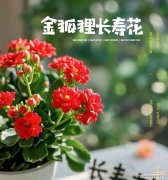 长寿花的寓意是什么？有哪些诗词描述？