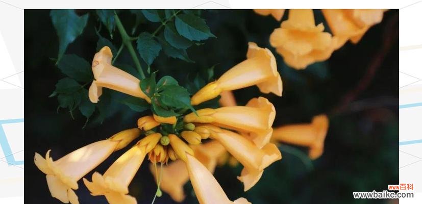 凌霄花象征什么样的爱情?它的花语有哪些含义?