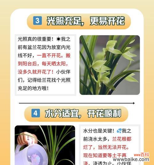 哪些兰花象征爱情?兰花的花语有哪些?