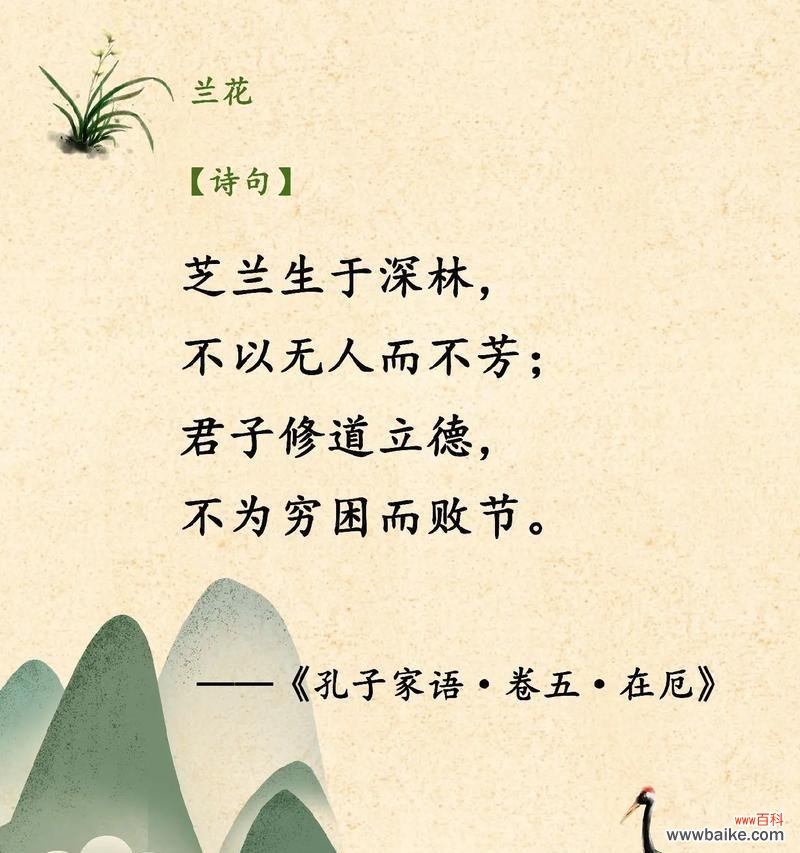 哪些兰花象征爱情?兰花的花语有哪些?