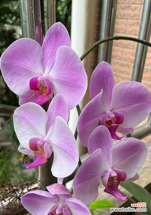 哪些兰花象征爱情?兰花的花语有哪些?